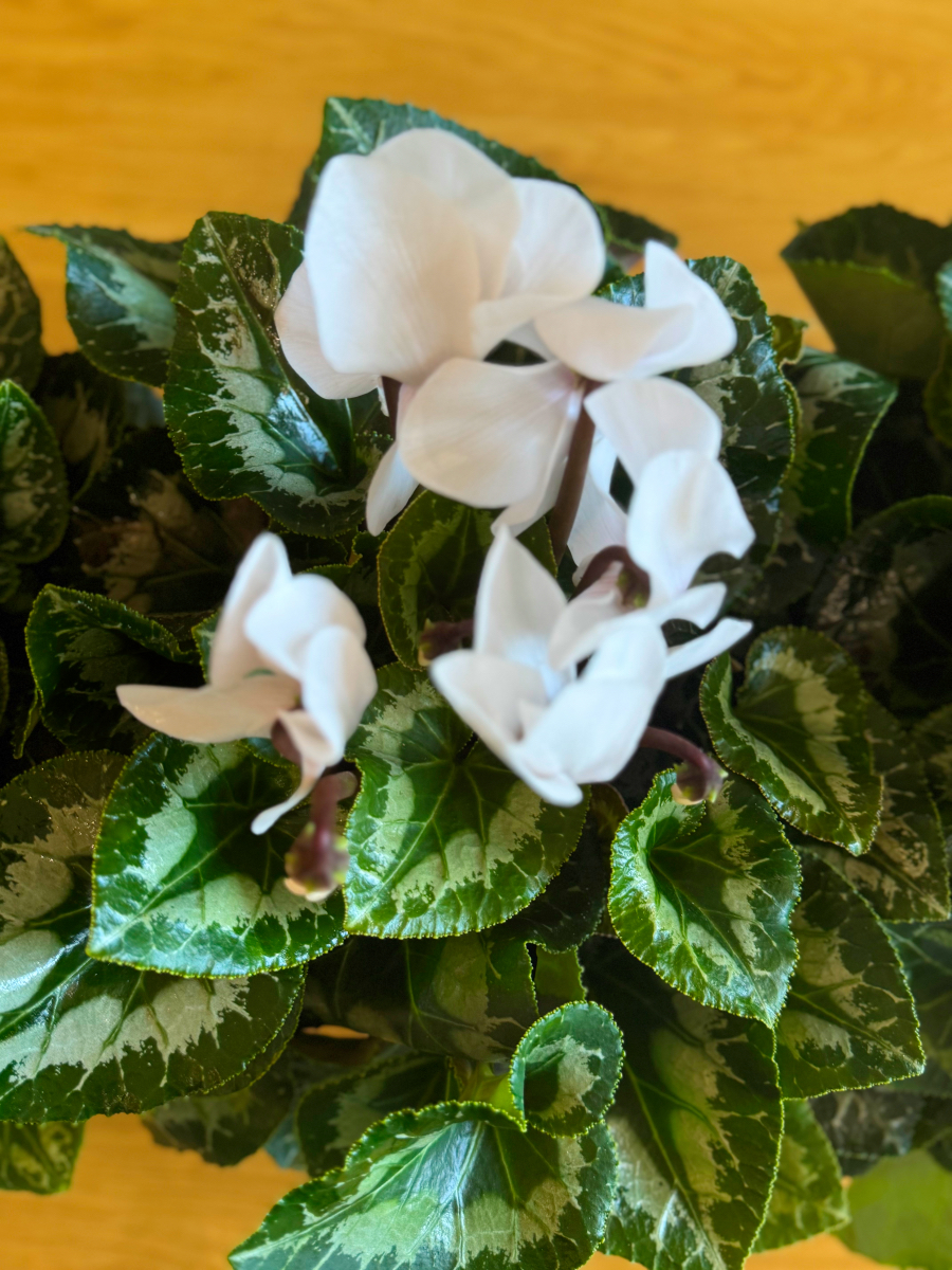 Κυκλάμινα σε Πιατέλα - Image 3