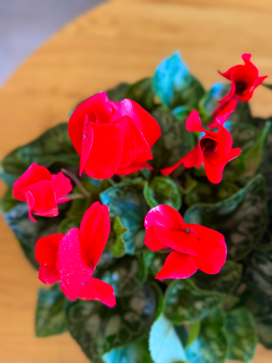 Κυκλάμινα σε Πιατέλα - Image 4