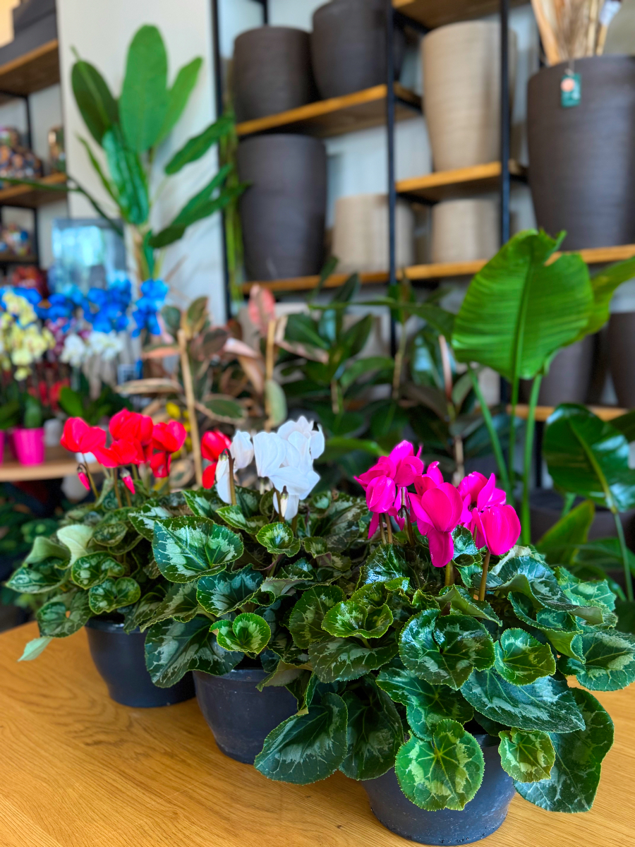 Κυκλάμινα σε Πιατέλα - Image 5