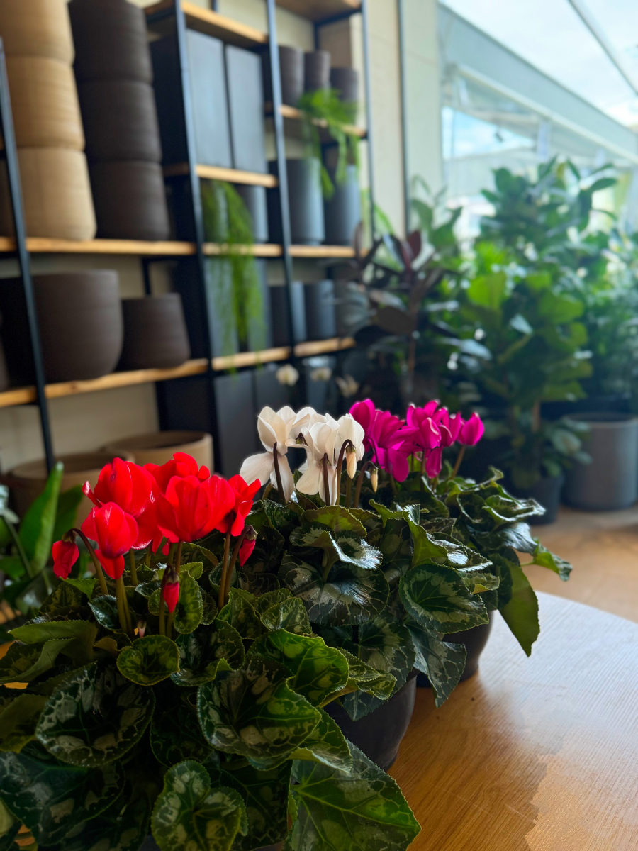 Κυκλάμινα σε Πιατέλα - Image 6