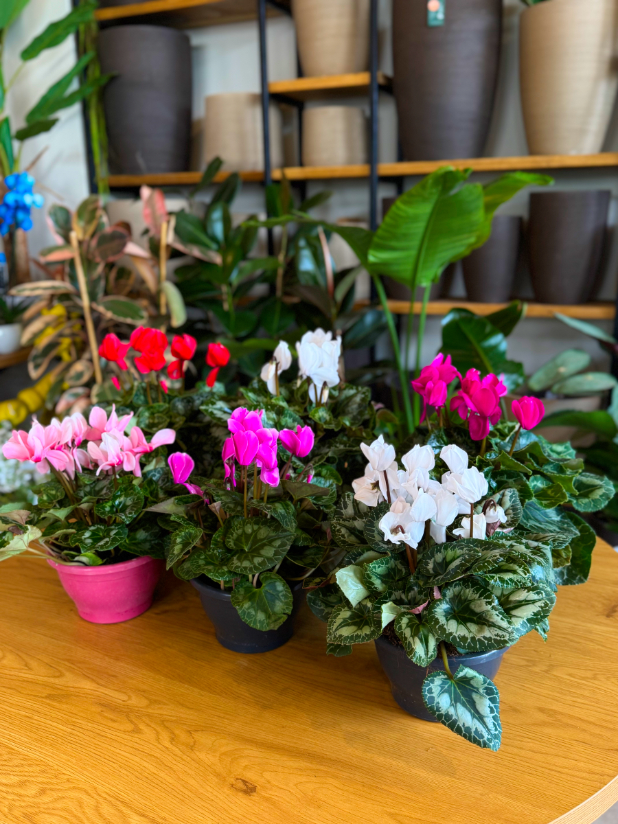 Κυκλάμινα σε Πιατέλα - Image 7