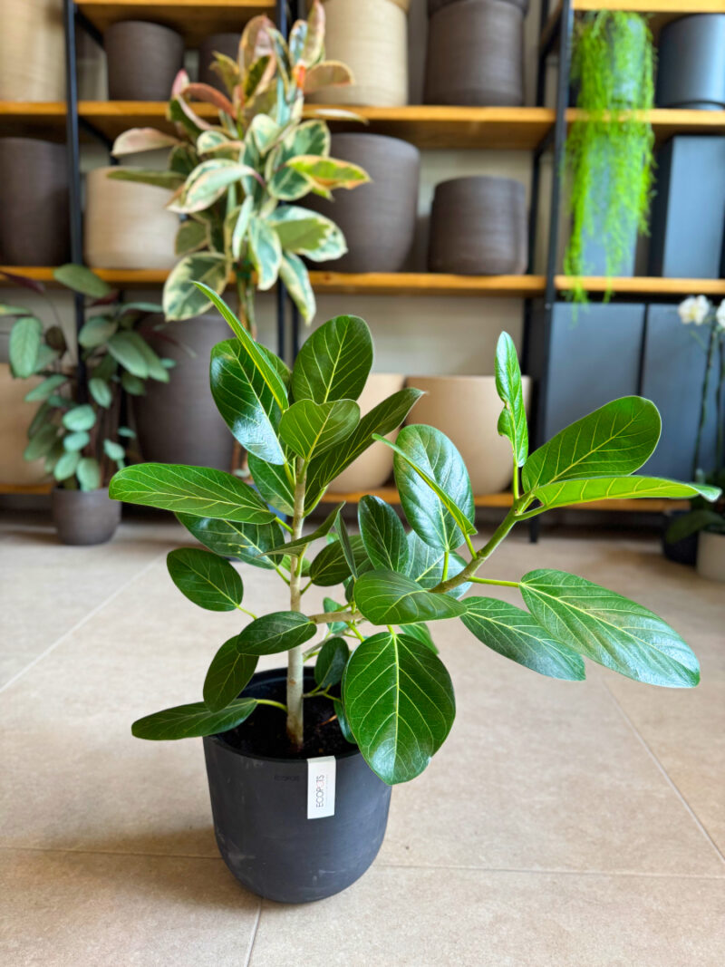Φίκος Benghalensis Audrey - Ficus benghalensis ‘Audrey’ - Image 6
