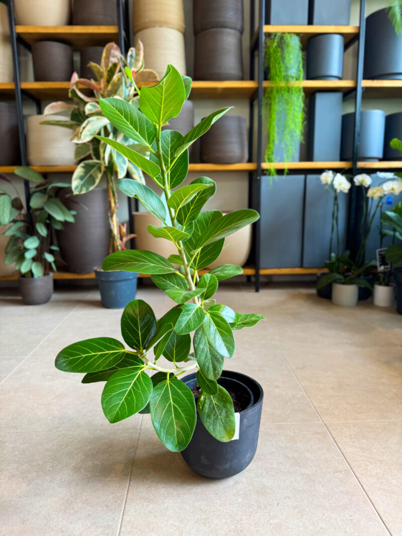 Φίκος Benghalensis Audrey - Ficus benghalensis ‘Audrey’ - Image 5