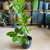 Φίκος Benghalensis Audrey - Ficus benghalensis ‘Audrey’