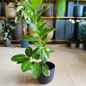 Φίκος Benghalensis Audrey - Ficus benghalensis ‘Audrey’