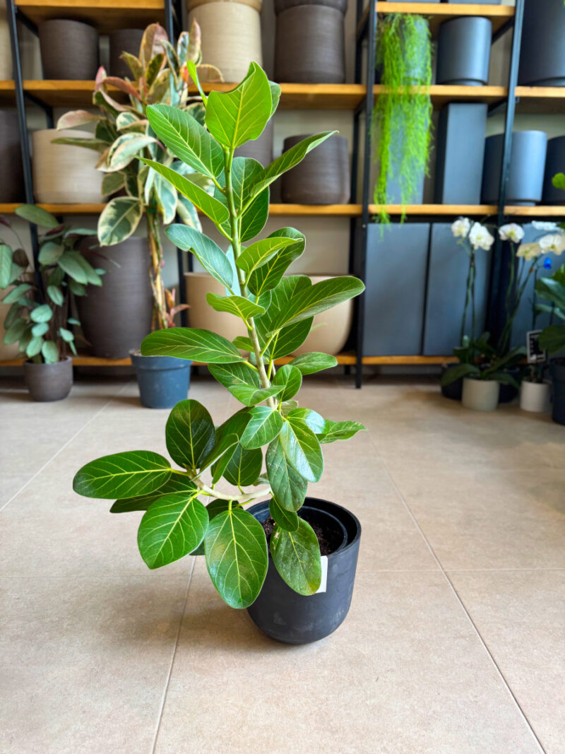 Φίκος Benghalensis Audrey - Ficus benghalensis ‘Audrey’