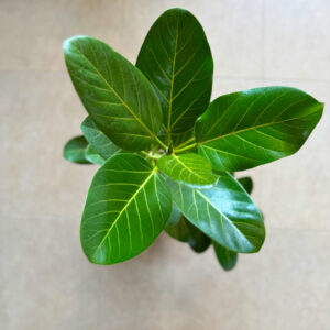Alternative view of Φίκος Benghalensis Audrey - Ficus benghalensis ‘Audrey’