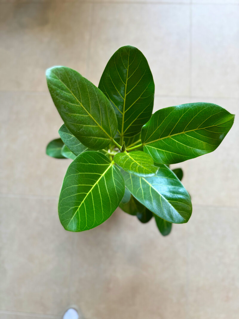 Φίκος Benghalensis Audrey - Ficus benghalensis ‘Audrey’ - Image 2