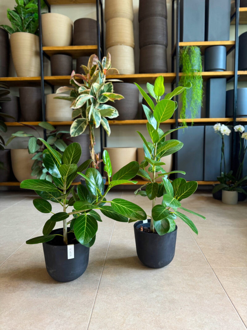 Φίκος Benghalensis Audrey - Ficus benghalensis ‘Audrey’ - Image 9