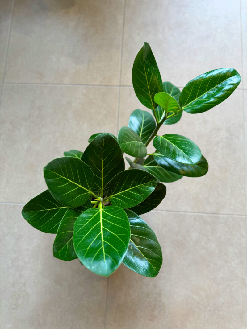 Φίκος Benghalensis Audrey - Ficus benghalensis ‘Audrey’ - Image 7