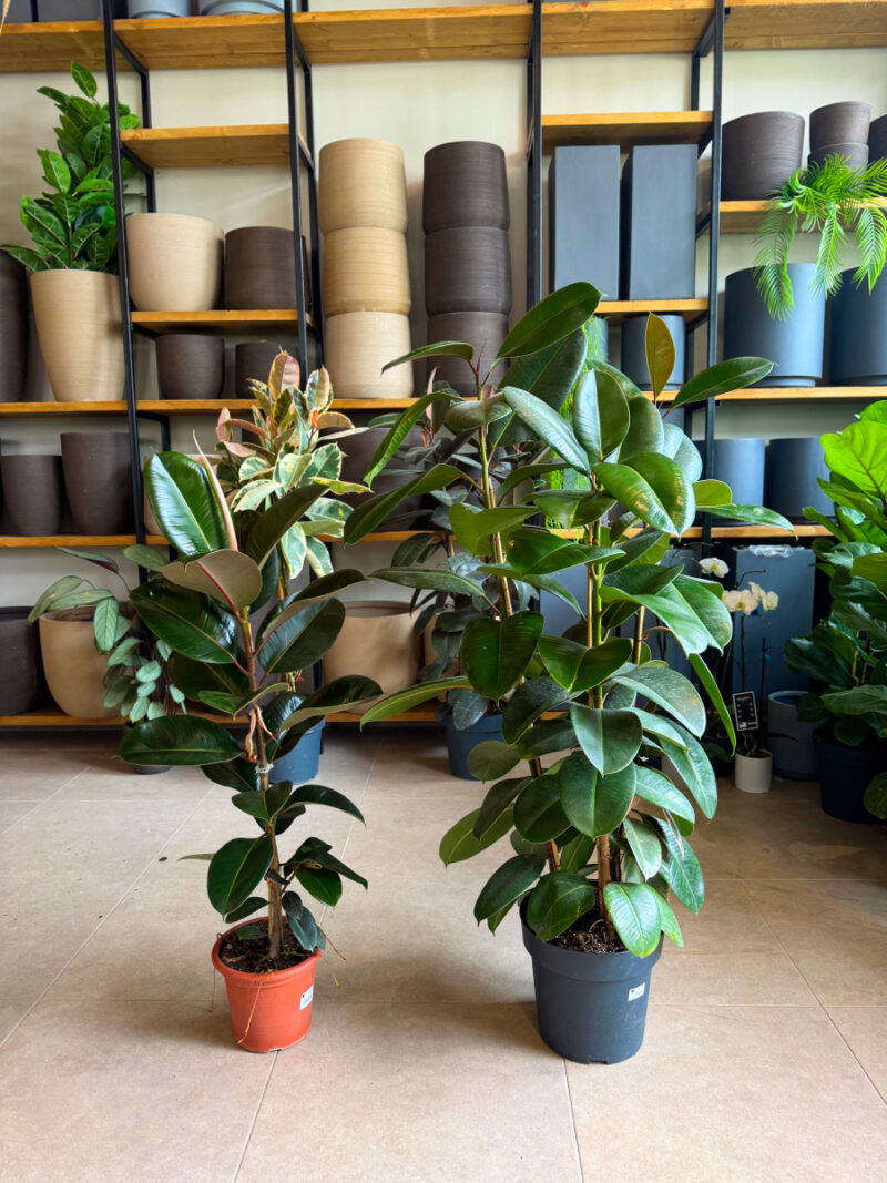 Φίκος Ελάστικα – Ficus elastica ‘Robusta’ - Image 2