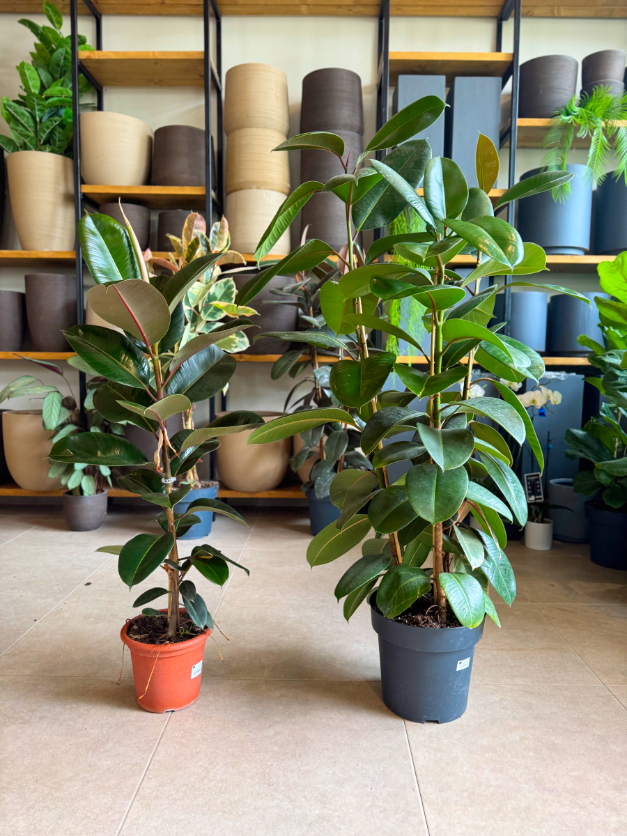 Φίκος Ελάστικα – Ficus elastica ‘Robusta’ 3 Υγιείς Ρίζες Φυτού - Image 10