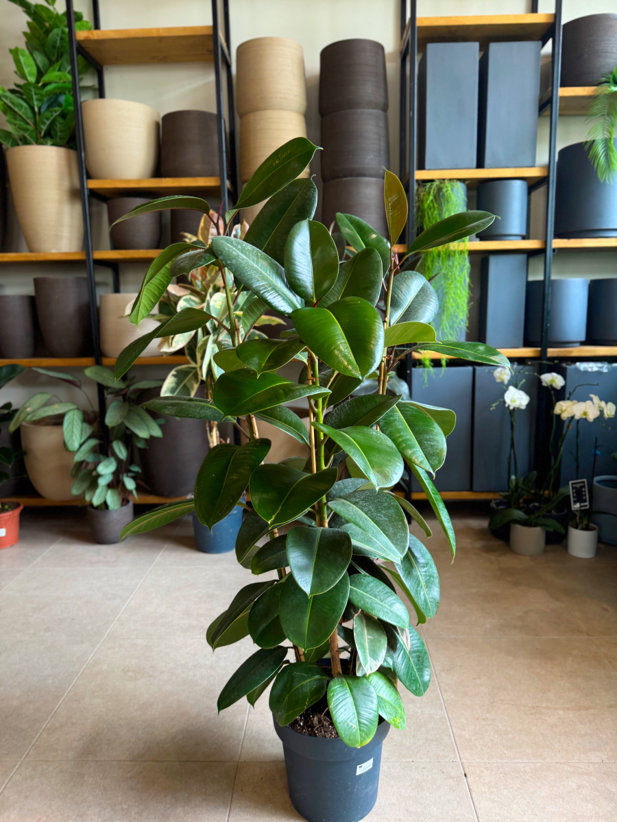 Φίκος Ελάστικα – Ficus elastica ‘Robusta’ 3 Υγιείς Ρίζες Φυτού - Image 11