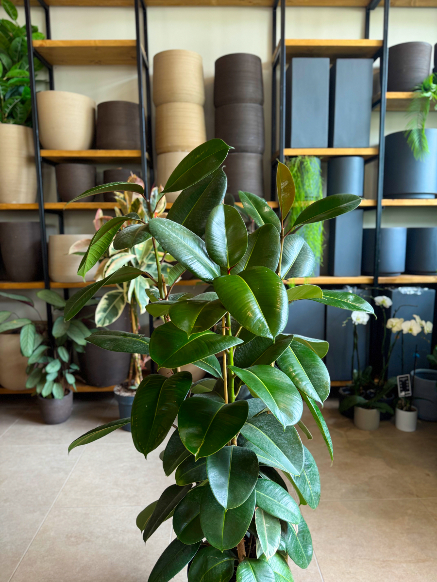 Φίκος Ελάστικα – Ficus elastica ‘Robusta’ 3 Υγιείς Ρίζες Φυτού - Image 12