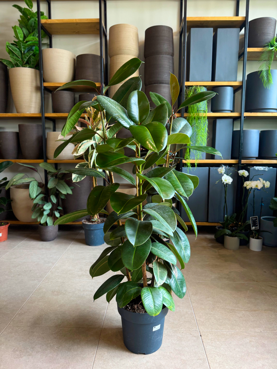 Φίκος Ελάστικα – Ficus elastica ‘Robusta’ 3 Υγιείς Ρίζες Φυτού - Image 13