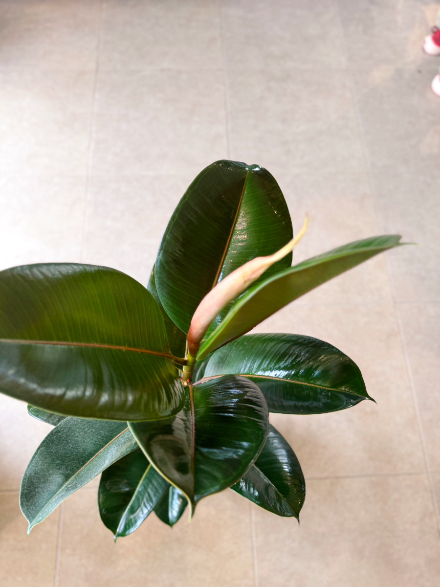 Φίκος Ελάστικα – Ficus elastica ‘Robusta’ - Image 4