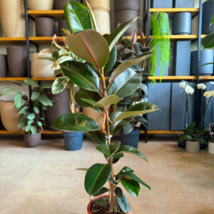Φίκος Ελάστικα – Ficus elastica ‘Robusta’