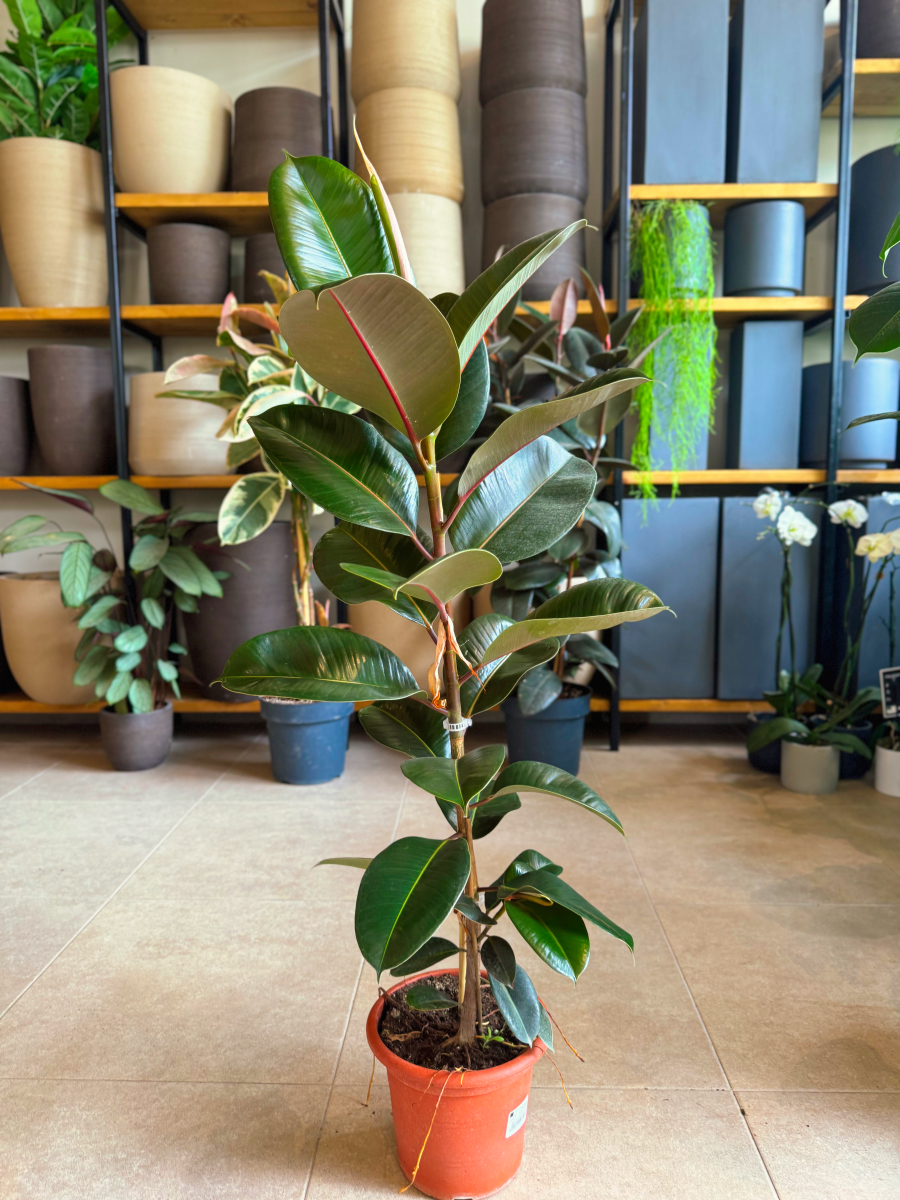 Φίκος Ελάστικα – Ficus elastica ‘Robusta’