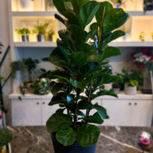 Alternative view of Φίκος Λυράτα – Ficus Lyrata 'Bambino' 3 Υγιείς Ρίζες Φυτού (νεαρά φυτά)