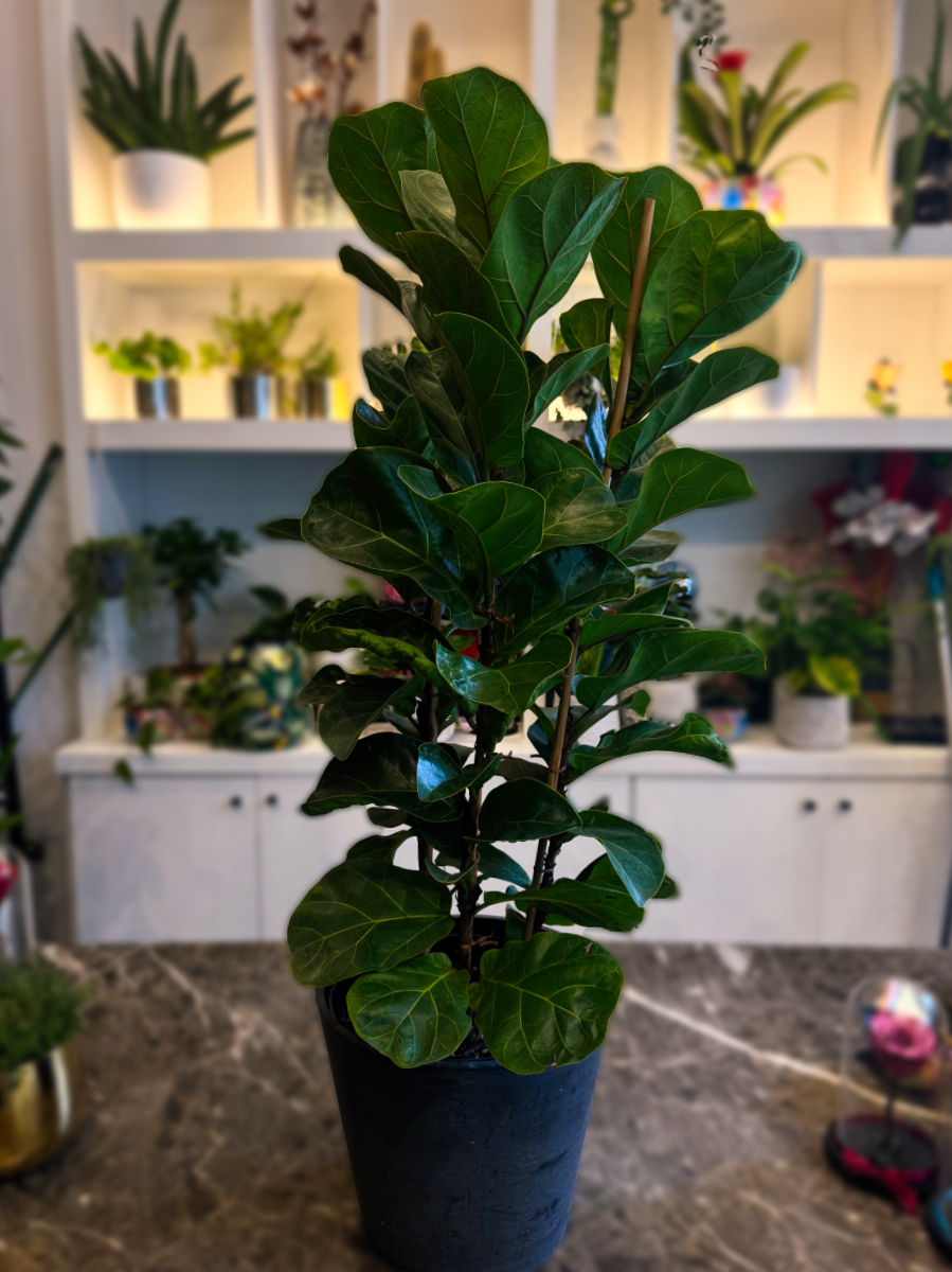 Φίκος Λυράτα – Ficus Lyrata 'Bambino' 3 Υγιείς Ρίζες Φυτού (νεαρά φυτά) - Image 2