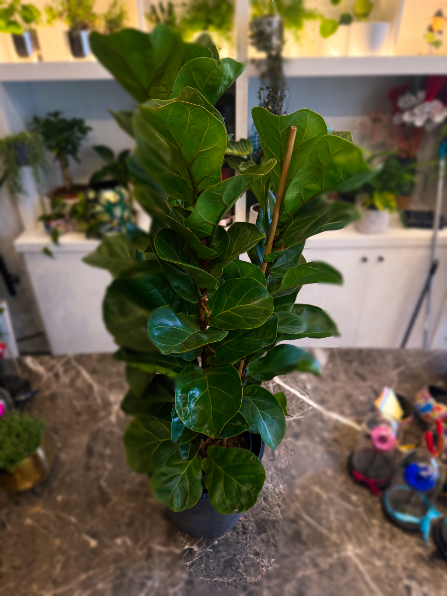 Φίκος Λυράτα – Ficus Lyrata 'Bambino' 3 Υγιείς Ρίζες Φυτού (νεαρά φυτά) - Image 8