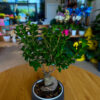 Φίκος Τζίνσενγκ Μπονσάι – Ficus Ginseng Bonsai