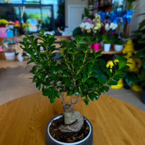 Φίκος Τζίνσενγκ Μπονσάι – Ficus Ginseng Bonsai