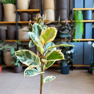 Φίκος Ελάστικα Ροζ - Ficus Elastica 'Ruby' Πλεκτός Κορμός Δέντρο