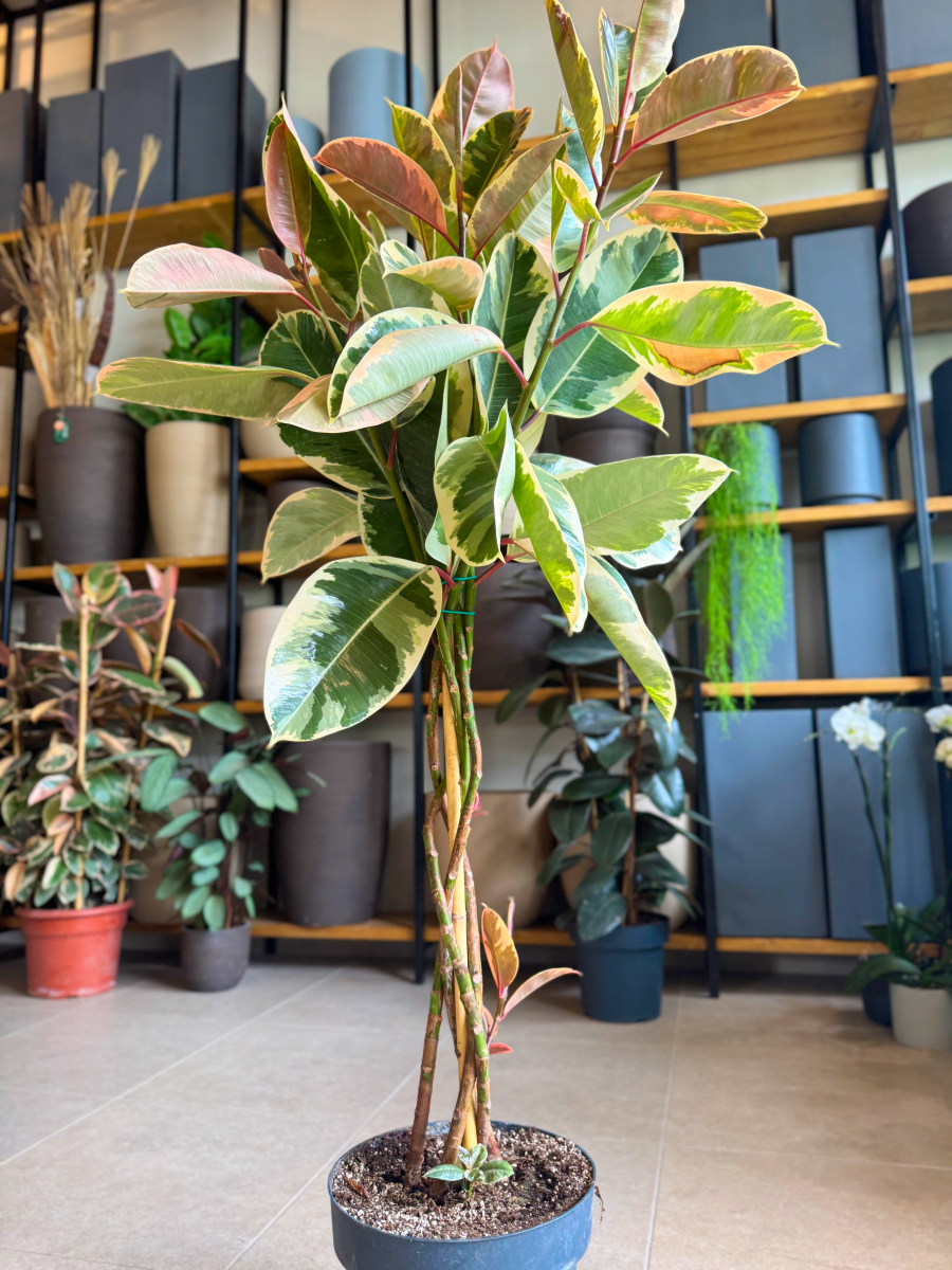 Φίκος Ελάστικα Ροζ - Ficus Elastica 'Ruby' Δέντρο 5 Φυτά - Image 7