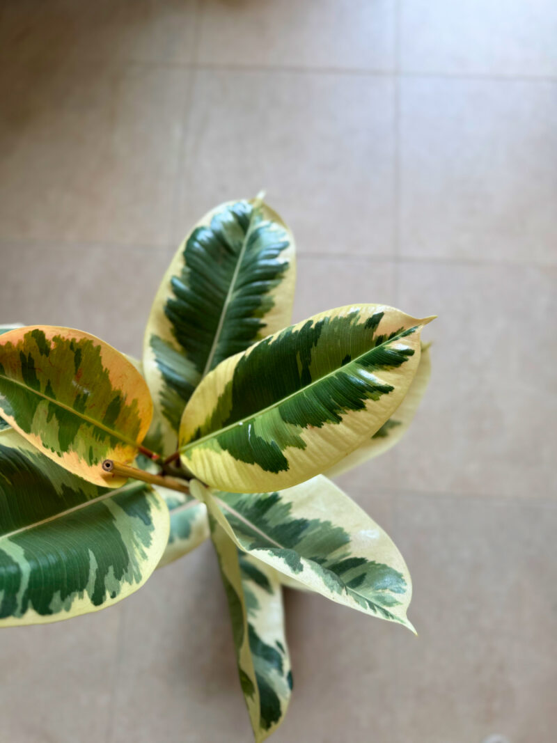 Φίκος Ελάστικα Ροζ - Ficus Elastica 'Ruby' Πλεκτός Κορμός Δέντρο - Image 3