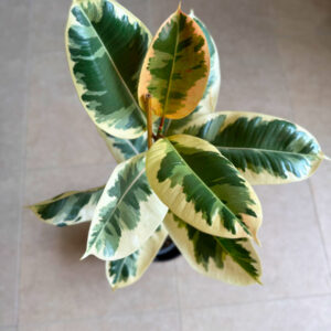 Alternative view of Φίκος Ελάστικα Ροζ - Ficus Elastica 'Ruby'