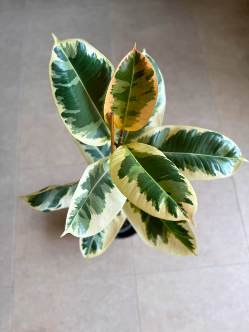 Φίκος Ελάστικα Ροζ - Ficus Elastica 'Ruby' 3 Φυτά - Image 2