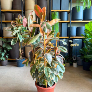 Φίκος Ελάστικα Ροζ - Ficus Elastica 'Ruby' 3 Φυτά
