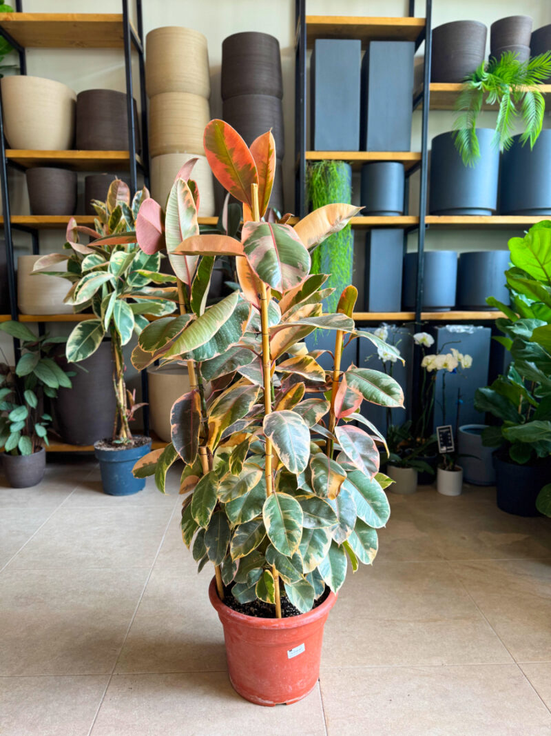 Φίκος Ελάστικα Ροζ - Ficus Elastica 'Ruby' 3 Φυτά