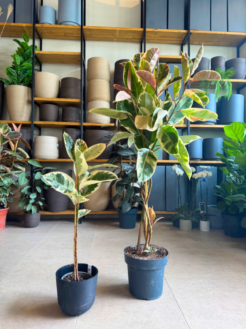Φίκος Ελάστικα Ροζ - Ficus Elastica 'Ruby' Πλεκτός Κορμός Δέντρο - Image 4