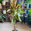 Φίκος Ελάστικα Ροζ - Ficus Elastica 'Ruby' Δέντρο 5 Φυτά