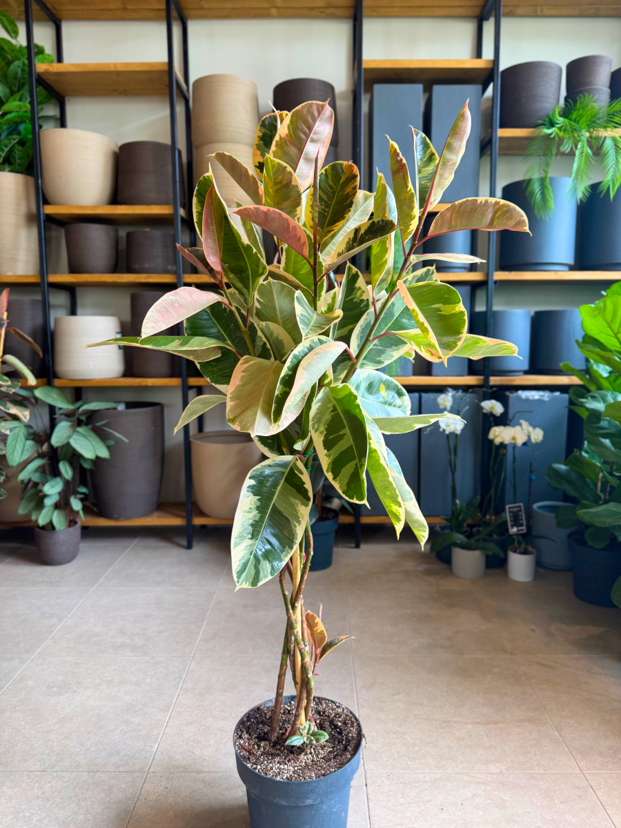 Φίκος Ελάστικα Ροζ - Ficus Elastica 'Ruby' Δέντρο 5 Φυτά