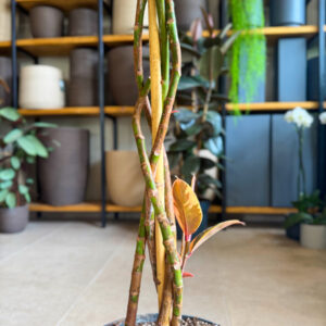 Alternative view of Φίκος Ελάστικα Ροζ - Ficus Elastica 'Ruby' Δέντρο 5 Φυτά