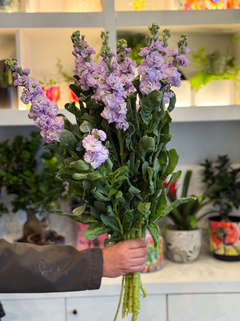 Αρωματική Βιολέτα – Η Ντελικάτη Ομορφιά της Φύσης - Image 2