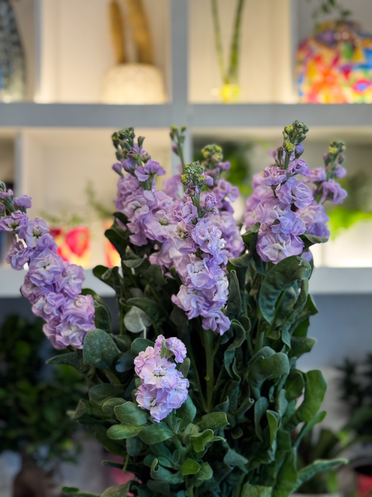 Αρωματική Βιολέτα – Η Ντελικάτη Ομορφιά της Φύσης - Image 3