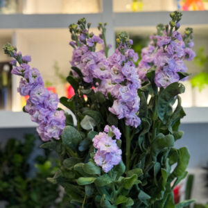 Η αρωματική βιολέτα είναι ένα φίνο και εκλεπτυσμένο άνθος που αποπνέει ρομαντισμό, ηρεμία και φυσική κομψότητα. Με τα απαλά της χρώματα και το διακριτικό της άρωμα, φέρνει στο χώρο μια αίσθηση φρεσκάδας και γαλήνης.