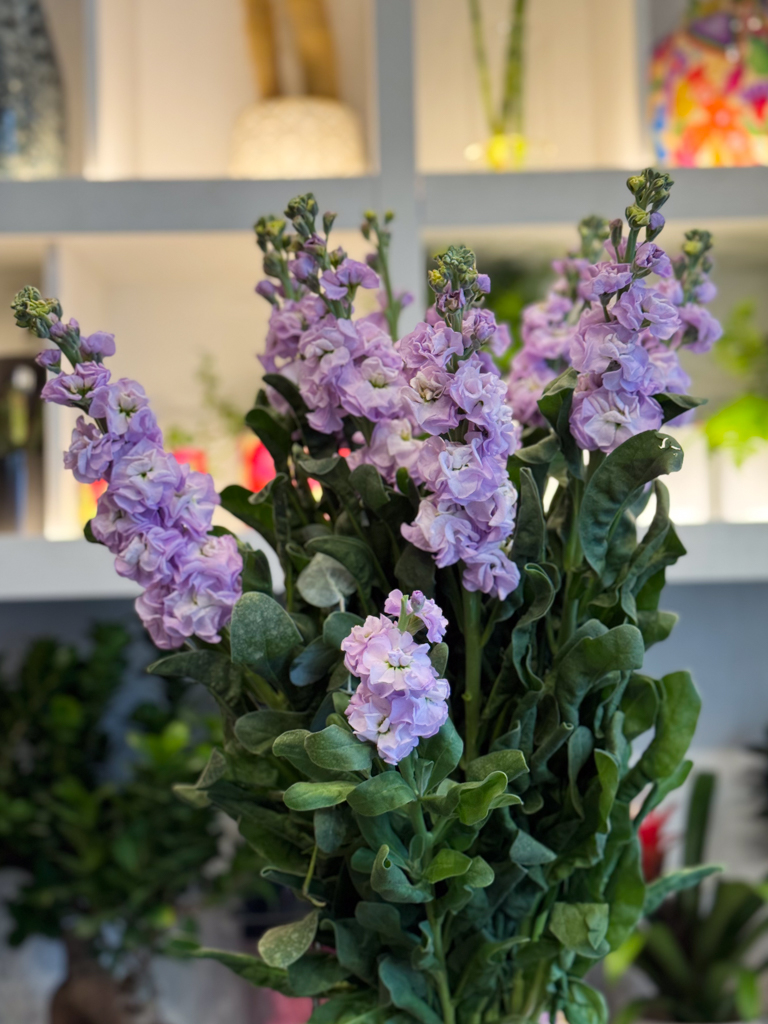 Η αρωματική βιολέτα είναι ένα φίνο και εκλεπτυσμένο άνθος που αποπνέει ρομαντισμό, ηρεμία και φυσική κομψότητα. Με τα απαλά της χρώματα και το διακριτικό της άρωμα, φέρνει στο χώρο μια αίσθηση φρεσκάδας και γαλήνης.