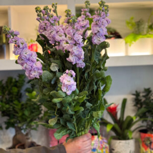 Αρωματική Βιολέτα – Η Ντελικάτη Ομορφιά της Φύσης