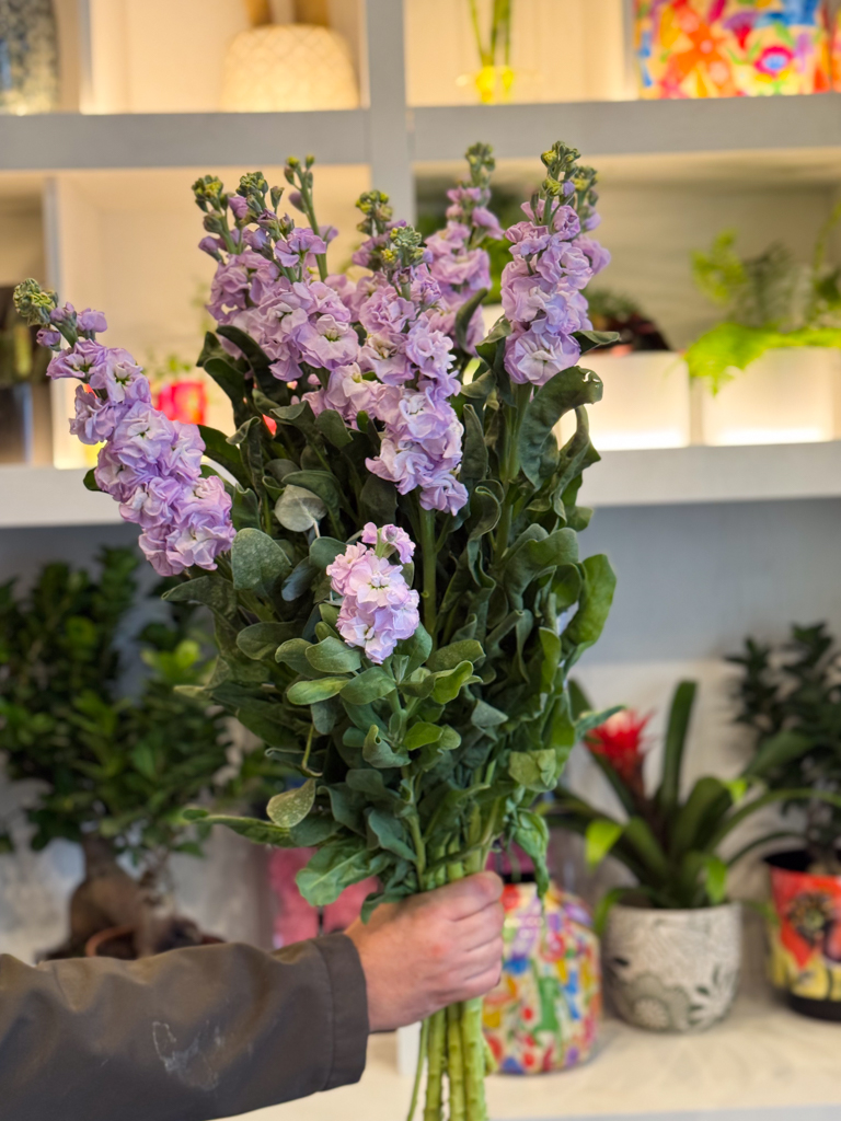 Αρωματική Βιολέτα – Η Ντελικάτη Ομορφιά της Φύσης