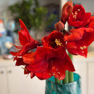 Alternative view of Αμαρυλλίς – Λουλούδι της Χειμερινής Πολυτέλειας