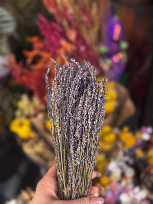 Είναι ένα άνθος που δεν χρειάζεται τίποτα περισσότερο για να μαγέψει — απλώς την παρουσία του.