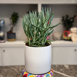 Senecio archeri — Σενέκιο