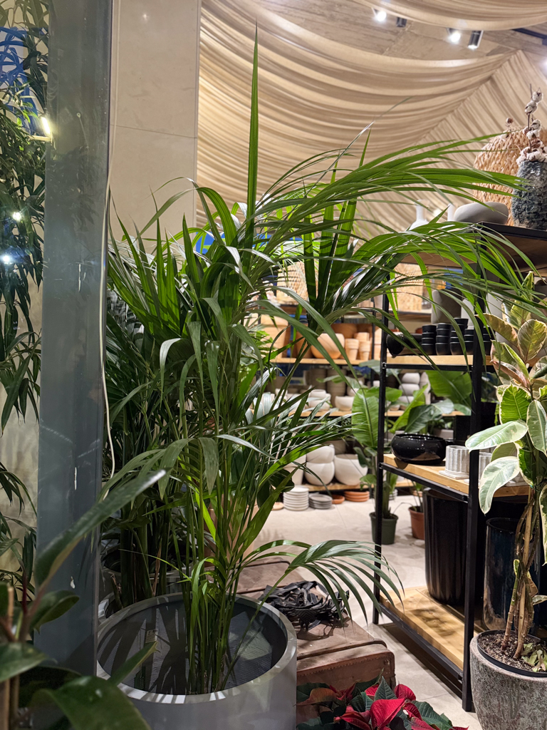 Κέντια 3-5 Ρίζες- Howea Forsteriana