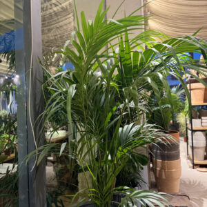 Κέντια 5-8 Ρίζες- Howea Forsteriana