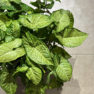 Alternative view of Συγκόνιο – Syngonium